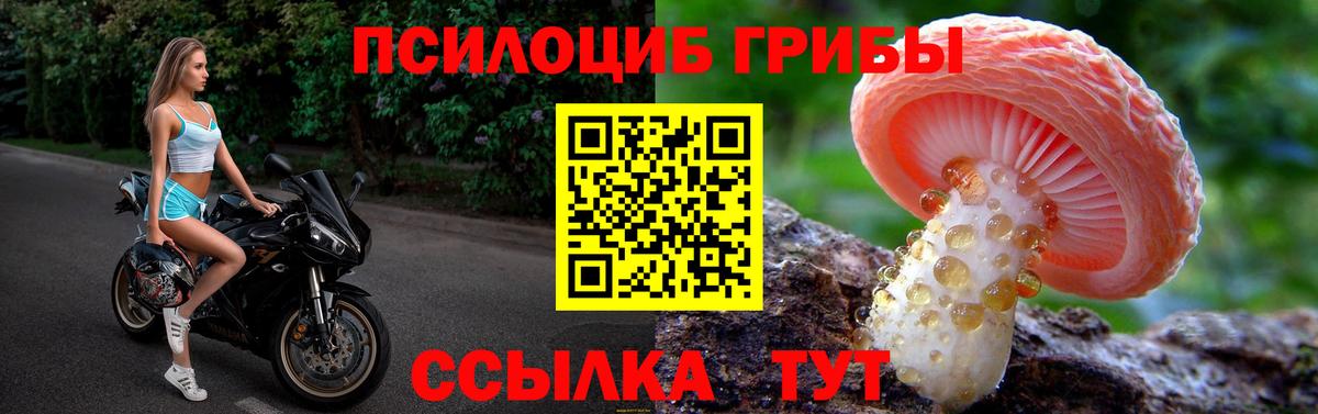 купить наркотик  Вход с VPN  Альметьевск  Галлюциногенные грибы Psilocybine cubensis 